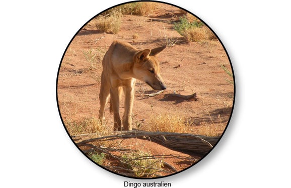 dingo-australien-australie-bush