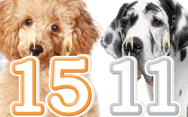 Les chiens de grande race vivent moins longtemps que les petites races