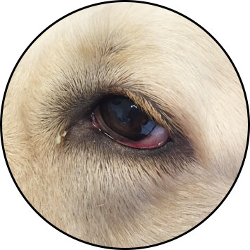 Conjonctivite du chien et œil suppuré