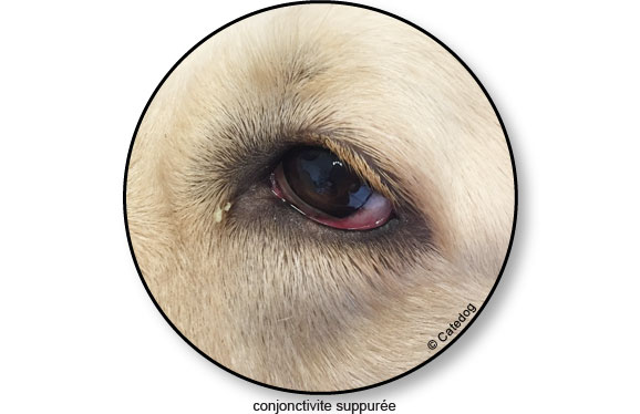 conjonctivite-oeil-suppure-chien
