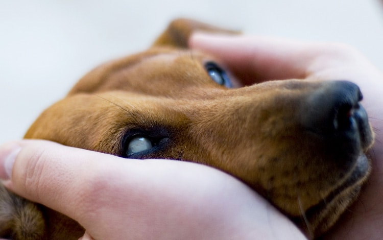Euthanasie de son chat ou chien