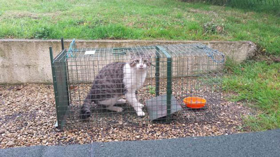 stérilisation-chat-errant