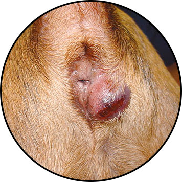 Abcès d'une glande anale chez un chien