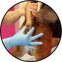 Comment vider les glandes anales d'un chien avec un gant