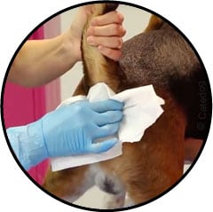 Comment vider les glandes anales d'un chien avec un sopalin