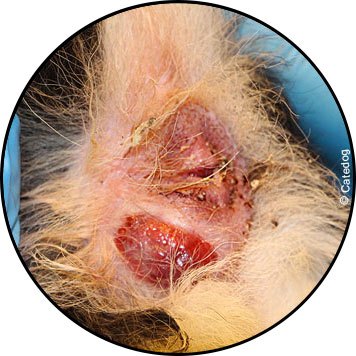 Infection des glandes anales du chat ou chien stressé