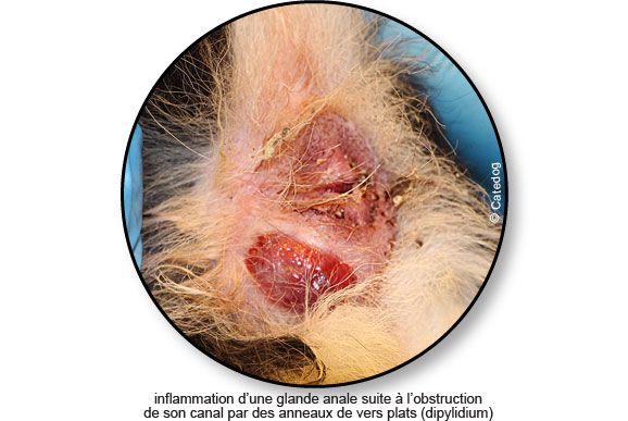 Quand ça gratte sous la queue: l'inflammation des glandes anales chez le  chien