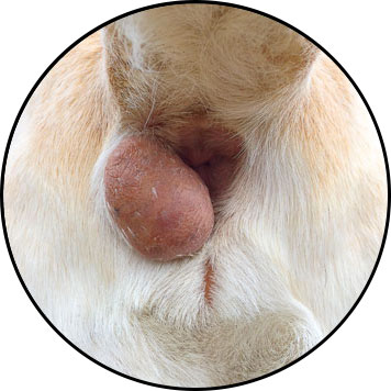 Tumeur d'une glande anale chez un chien