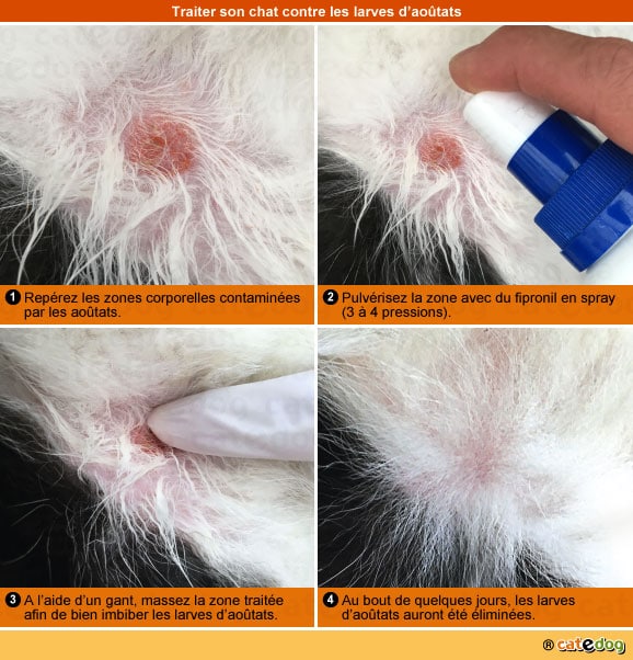 soigner-traiter-traitement-larves-aoutat-chat