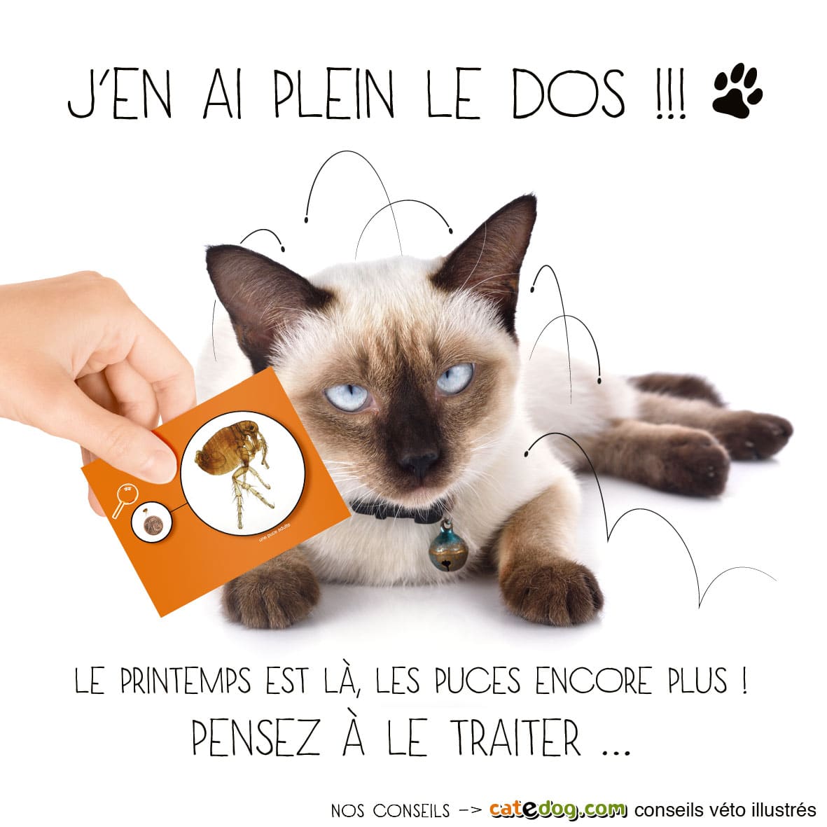 traitement puce chat huile essentielle