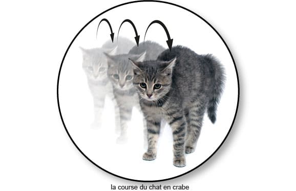 chat-court-courir-fait-le-crabe-peur