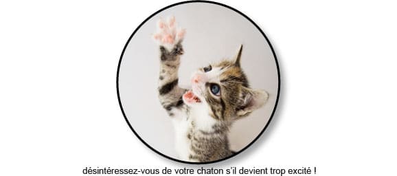 Chat Mordeur Mon Chat Me Mordille Conseil Veto Illustre Catedog