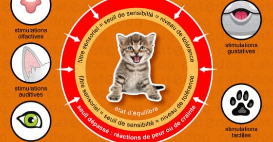 Developpement Comportemental Du Chaton Conseil Veto Illustre Catedog