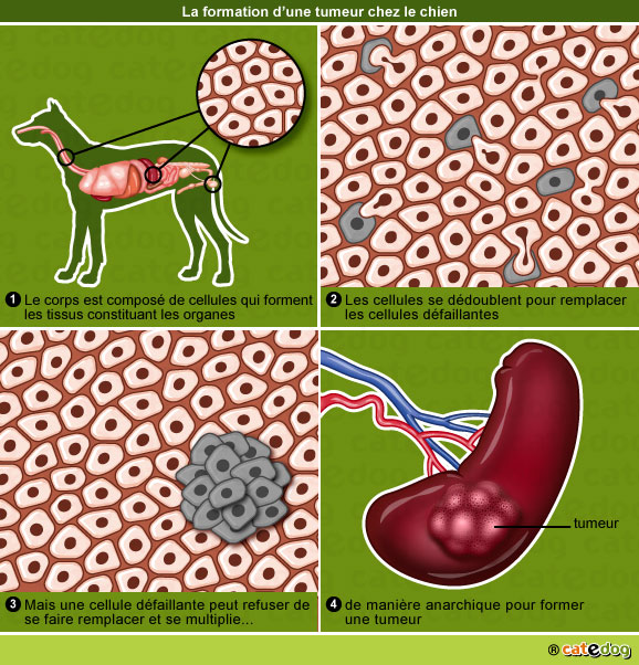 formation-tumeur-maligne-benigne-cellule-cancer-chien