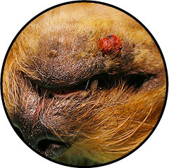 Mastocytome chez le chien ou tumeur de la peau