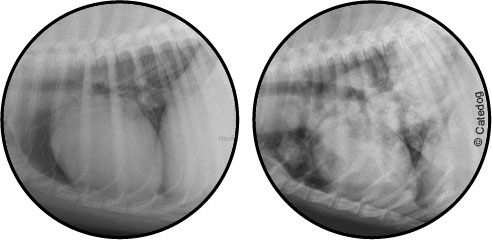 Radiographie thoracique avec présence de métastases pulmonaires chez le chien et le chat