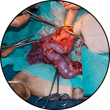 Tumeur de l'intestin chez le chien et chirurgie