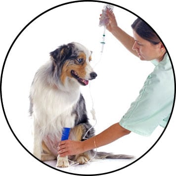 Tumeur chez le chien et traitement par chimiothérapie