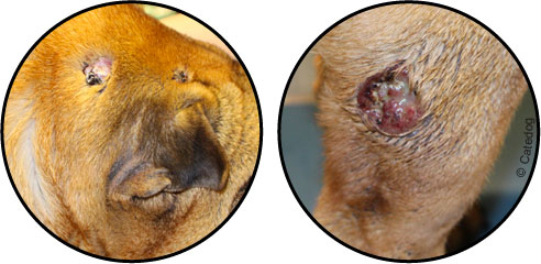 Tumeur métastase sur la peau d'un chien