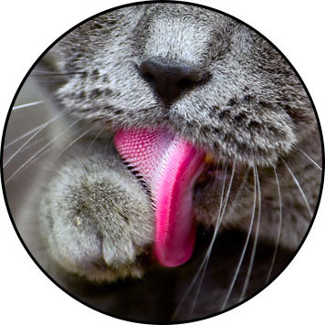 Chat se léchant la patte avec sa langue favorisant les boules de poils