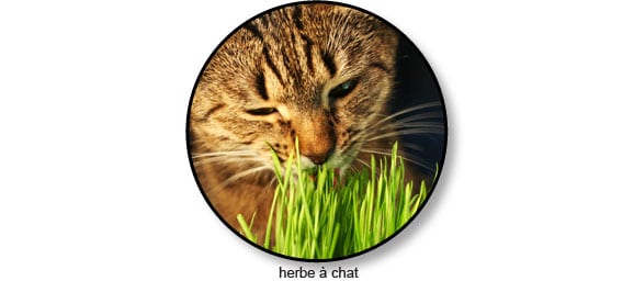 Boule De Poils Du Chat Symptome Solutions Conseil Veto Illustre Catedog