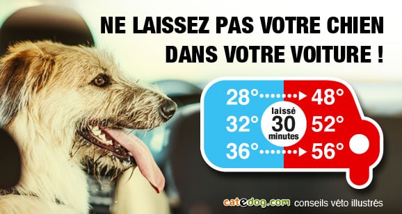 canicule-chaleur-temperature-chaud-voiture-chien