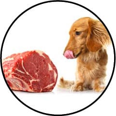 Alimentation du chien à base de viande