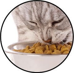 Alimentation en croquettes pour chat