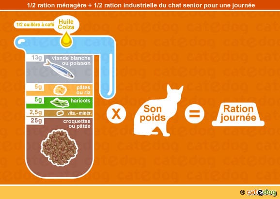 Alimentation Du Chat Age Conseil Veto Illustre Catedog