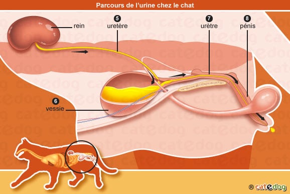 Insuffisance Renale Chez Le Chat Conseil Veto Illustre Catedog