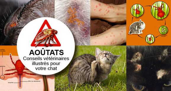 traiter-traitement-aoutat-aoutats-chat
