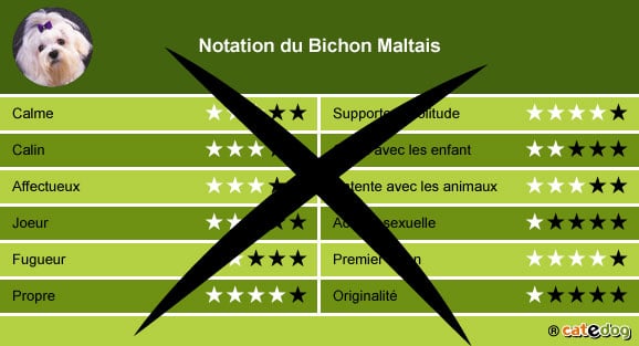 Acheter ou adopter un chien bichon maltais