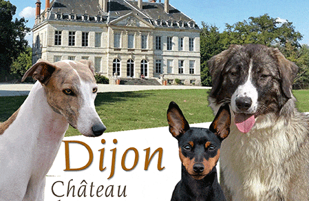 Exposition Canine De Dijon 2021 Conseil Veto Illustre Catedog