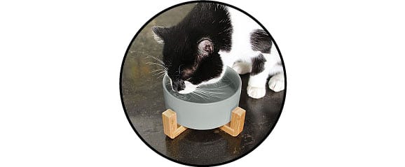 Gamelle ou bol en céramique pour le chat