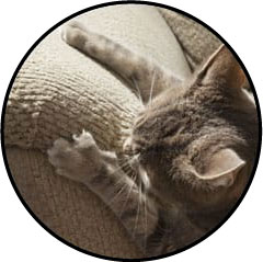 Chat fait ses griffes sur un canapé
