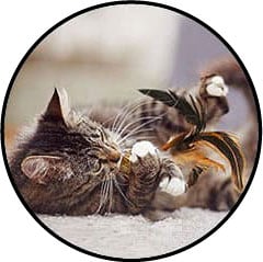 Jouet cataire catnip herbe à chat