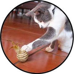Chat joue avec une balle avec plumes en appartement