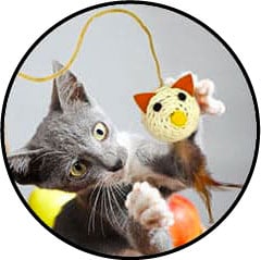 Chat jouant avec une balle à plumes au bout d'une canne à pêche