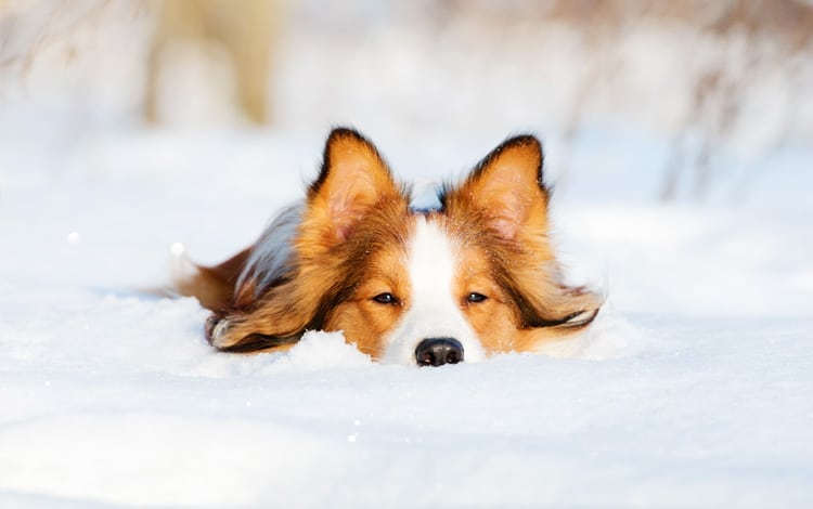 Protéger son chien du froid en hiver