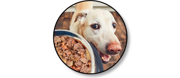 Livraison de plats ou repas cuisinés à domicile Dog Chef pour chien