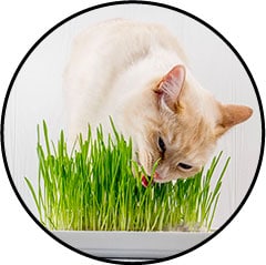 Bac d'herbe à chat fleuriste