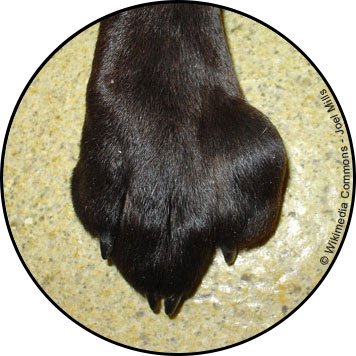 Mastocytome du chien et combien de temps peut vivre un chien avec une tumeur