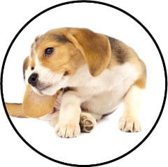 Puce du chien et traitement anti puce