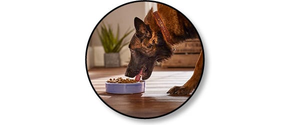 Code promo 1 mois gratuit Tails