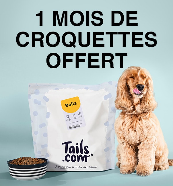 Selles Glaireuses Chez Un Chat Conseil Veto Illustre Catedog