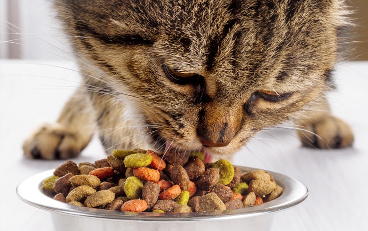 Comment nourrir un chat