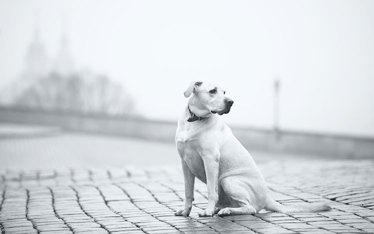 Abandon des chiens et des chats avant les vacances