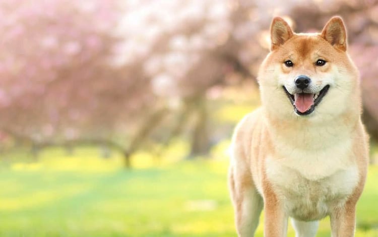 Comment dresser un Shiba Inu
