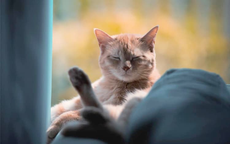 comment détendre un chat stressé