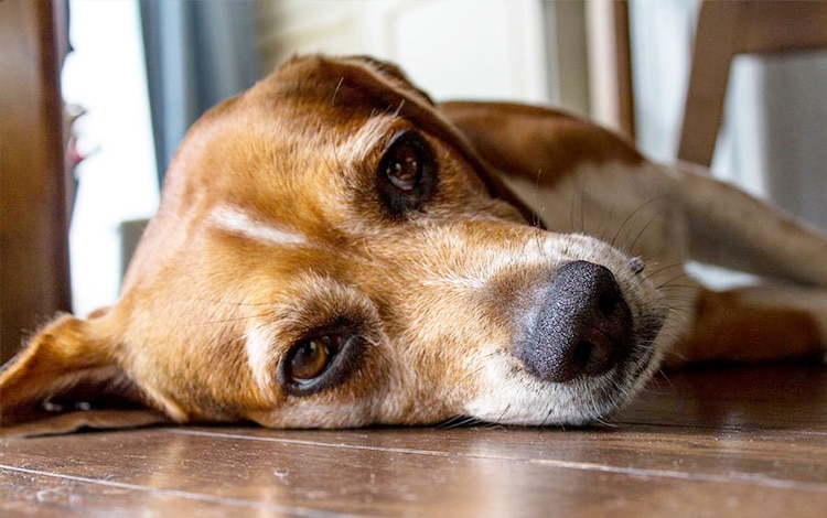 Comment éviter que mon chien s'ennuie